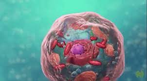 Cell Dna Cells Cytoplasm Giphy Cell My Saves
