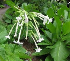 Maybe you would like to learn more about one of these? Woodland Tobacco Nicotiana Sylvestris Woodland Tobacco Seeds