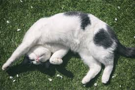 Why do cats show their belly? - Catit