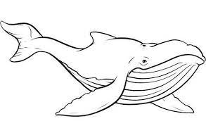 Blue whale and stars art work, vector illustration. Picture Of Blue Whale Coloring Page Whale Coloring Pages Whale Coloring Page Animal Coloring Pages