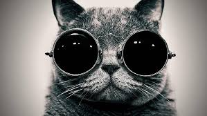 Hd Wallpaper Cat With Goggles Hd Cat With Sunglasses Black And White Cute Wallpaper Flare