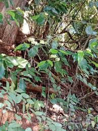 Image result for Psydrax fragrantissima