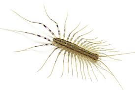 Is this normal, or should i be alarmed that i'm finding them this frequently? Centipede Control In New York And Beyond Assured Environments