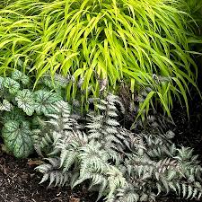 Image result for Athyrium