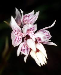 Image result for Schizochilus