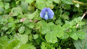 Image result for Parochetus