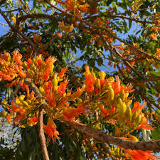 Image result for Pavetta sp. B