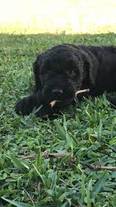F1b goldendoodle $0 pic hide this posting restore restore this posting. Golden Doodle Puppies For Sale Palm Coast Fl 190002