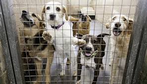 The staff do an amazing job looking after the animals, so attentively. News City Of Newark Drops Associated Humane Society To Partner With St Hubert S For Animal Services