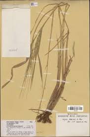 Image result for Oryza barthii