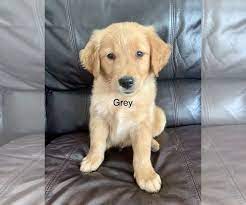 Litter Of 10 Golden Retriever Puppies For Sale In Catoosa Ok Adn 145113 On Puppyfinder Com Gender Puppies For Sale Golden Retriever Golden Retriever Litter