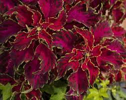 Image result for Coleus kapatensis