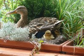 Wann lässt du deinen computer reparieren? Was Tun Wenn Enten Im Fruhjahr Auf Dem Balkon Bruten Lbv Gemeinsam Bayerns Natur Schutzen