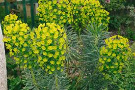 Image result for Euphorbia