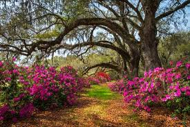 Generally, it's defined as four counties: South Carolina Spring Flowers Charleston Sc Lowcountry Scenic Nature Landscape With Blooming Pink A Photographic Print Dave Allen Photography Art Com