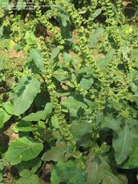 Image result for Rumex nepalensis