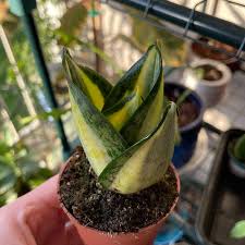 Image result for Sansevieria