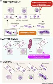 A diverse group of anopheles (30 to the complex nature of both the malaria parasite and the human immune response has made it difficult to unravel the mechanisms of protection or pathology in humans. Hrp2 Transforming Malaria Diagnosis But With Caveats Sciencedirect