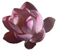 Gif transparency maker tool what is a gif transparency maker? Not Shit Lotus Flower Blooming Transparent