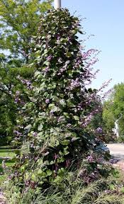 Image result for Lablab purpureus