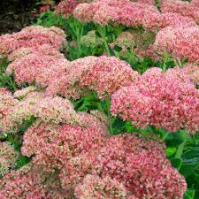 Check spelling or type a new query. Autumn Fire Sedum Plants For Sale Stonecrop Free Shipping