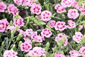 Dianthus Flowers How To Grow And Care Dianthus Plants Plantopedia Dianthus Flowers Plants Flowers
