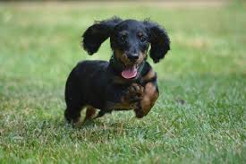 Find your new puppy here! Micro Mini Dachshund Puppies For Sale In Florida L2sanpiero