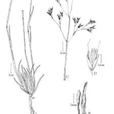 Image result for Avenella flexuosa