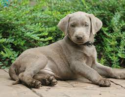 Pawrade connects pawsome people like you with happy, healthy puppies from our respected, prominent breeder relationships we've. Dallas Labrador Retriever Silver Puppy For Sale Keystone Puppies