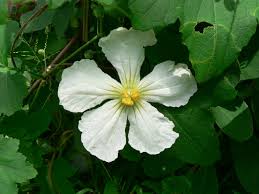 Image result for Lagenaria sphaerica