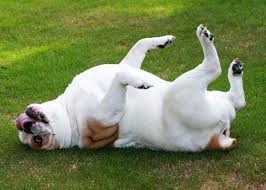 Help your pet the natural way. How Do I Know If My Dog Has Mites Pet Life Today