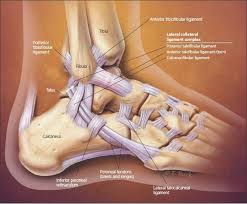 We did not find results for: Differentiating Low And High Ankle Sprains