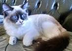 Available Snowshoe Kittens For Sale & Cats For Adoption