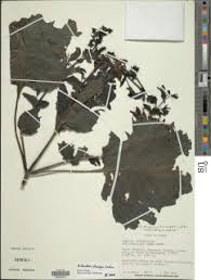 Image result for Brillantaisia madagascariensis