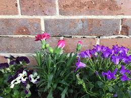 Fruhlingsblumen Fruhlingsblumen Blumenkasten Bepflanzen Und Balkon Pflanzen