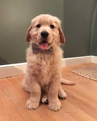 Zeki Akcam Adli Kullanicinin Kopek Panosundaki Pin Sevimli Kopek Yavrulari Golden Retriever Yavru Kopek