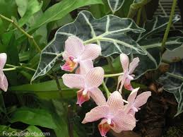 Check spelling or type a new query. Gardens In Golden Gate Park Roses Redwoods Shakespeare And More
