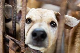 Connecting pet lovers with responsible dog breeders nationwide. Four Paws Australia Animal Charity Animal Welfare Organisation