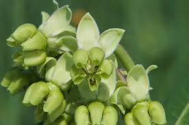 Image result for Asclepias grandirandii