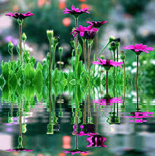 Animated Gif By Silvia Cristina Flowers Water Reflections Purple Flowers