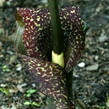 Image result for Sauromatum