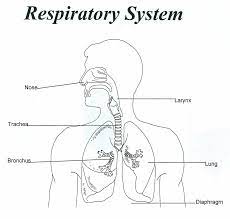 Respiratory System Unlabeled Human Human Respiratory System Respiratory System Body Diagram
