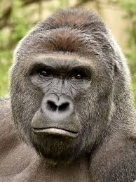 Vigil held by activists demanding justice for dead gorilla harambe The Cincinnati Zoo Didn T Need To Kill Harambe Tellusatoday