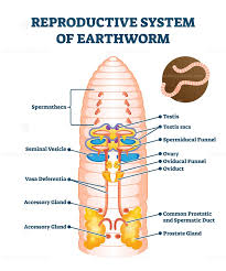 Pin On Life Sciences Illustrated