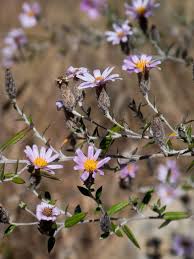 Image result for Athrixia