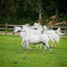 يوميات مربط نقل الأجنة يعادل الإنجاب بين الفحول والأفراس حقائق وتساؤلات الجزء الأول Horses Arabian Horse Animals