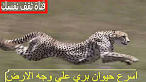 اسرع حيوان بري علي وجه الارض تصل سرعة إلى 112 كلو متر في الساعة youtube