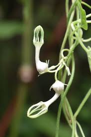 Image result for Ceropegia meyeri