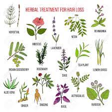 Unfortunately, those herbs for hair growth that work only do so in conjunction with a bigger hair restorative program. Medicinal Herbs For Hair Loss Treatment Vector Hand Drawn Collection Royalty Free Cliparts Vectors And Stock Illustration Image 74328384