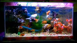 Keindahan dari ikan hias air tawar satu ini adalah kombinasi warna yang dimilikinya. Ikan Hias Aquarium Cantik Youtube